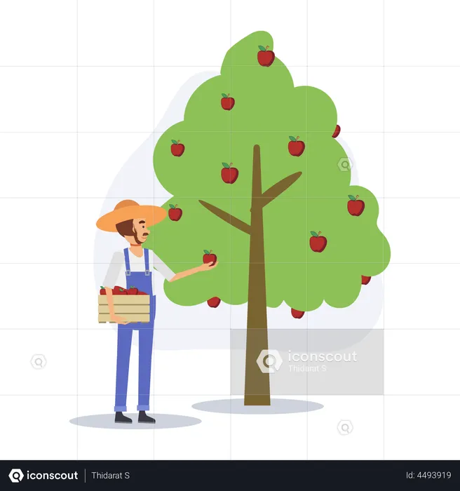 Agricultor recogiendo manzanas  Ilustración