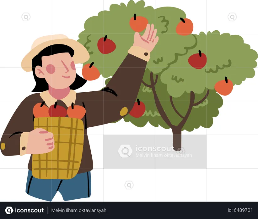 Agricultor recogiendo manzanas  Ilustración