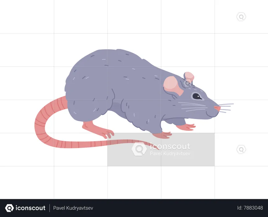 Gray rat  Illustration