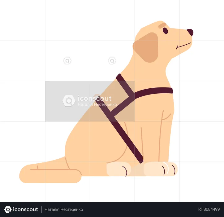 Guide dog labrador  Illustration