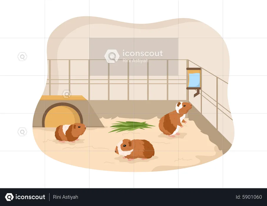 Guinea pig pets in captive  Illustration