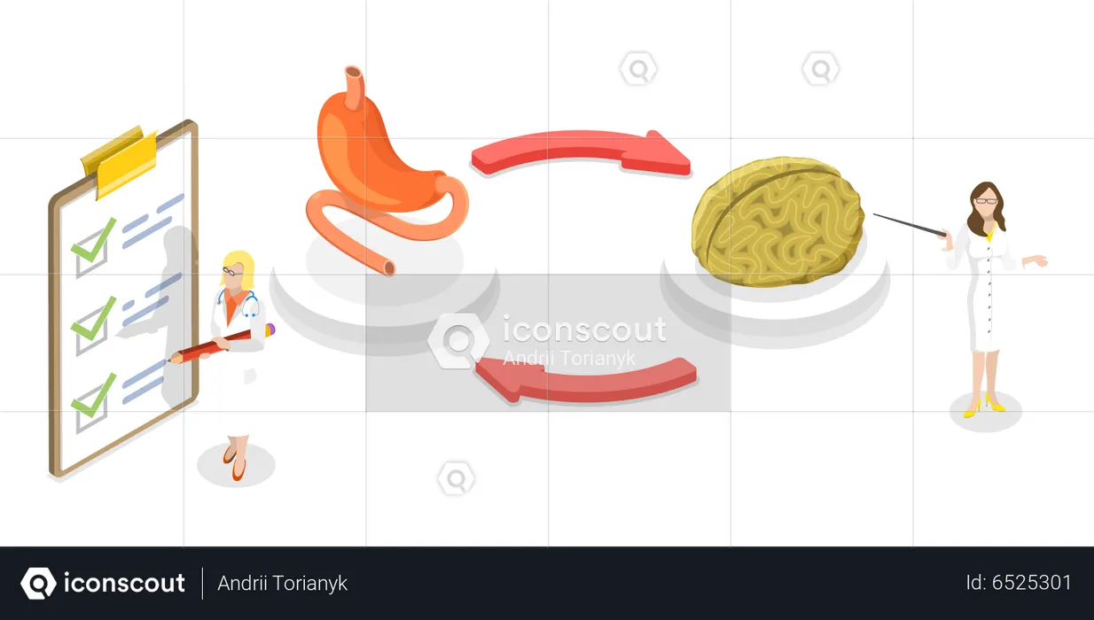 Gut Brain Connection  Illustration