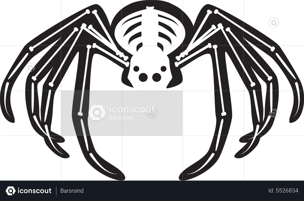 Halloween Scary Spider Skeleton  Illustration