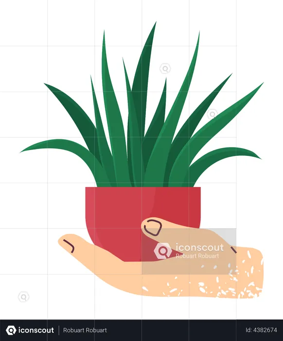 Hand holding house plant  Illustration