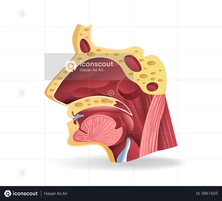 Head Section  Illustration