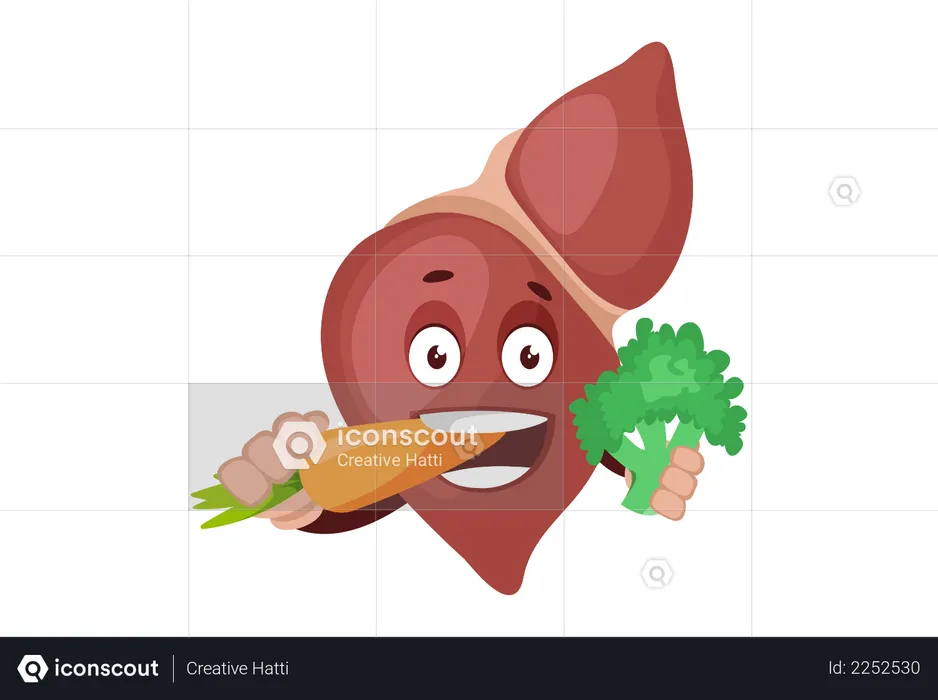 Healthy liver  Illustration