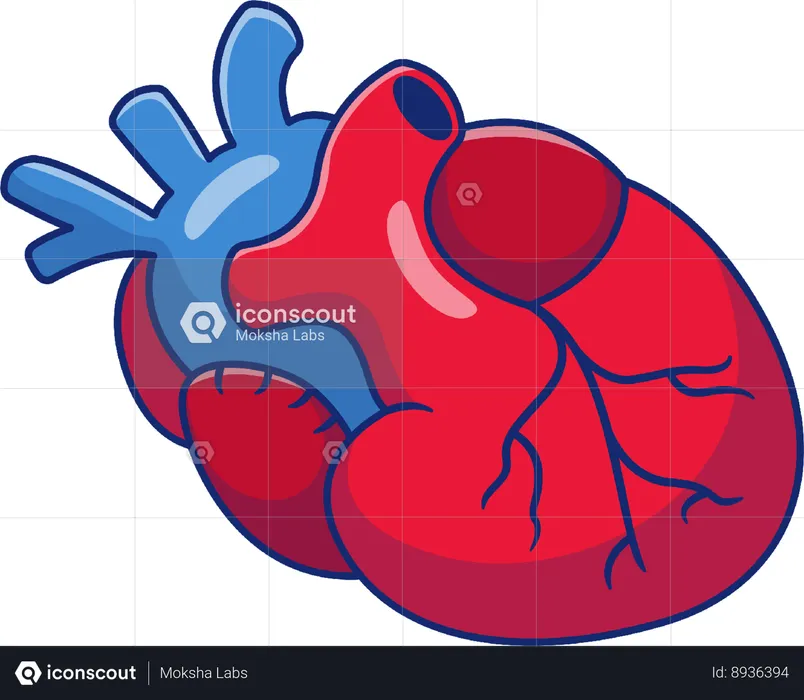 Heart  Illustration