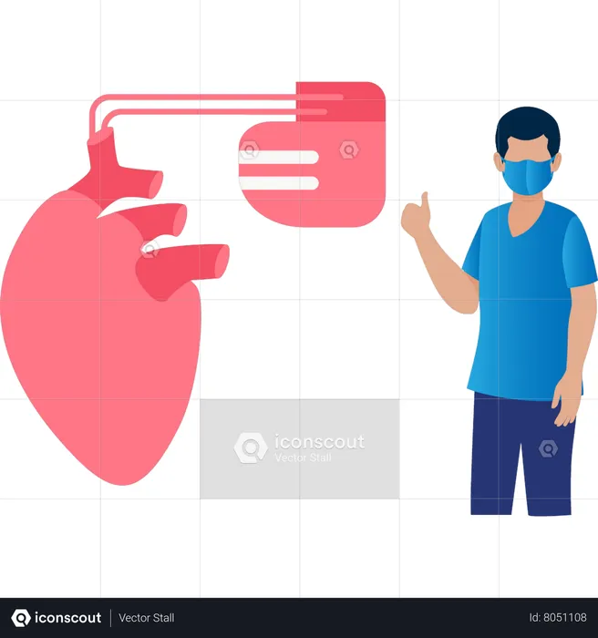 Heart in stable position  Illustration