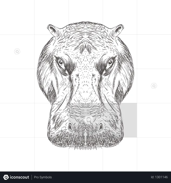 Hippopotamus Head  Illustration