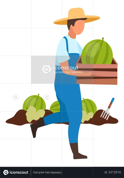 Agricultor masculino colhe melancia  Ilustração