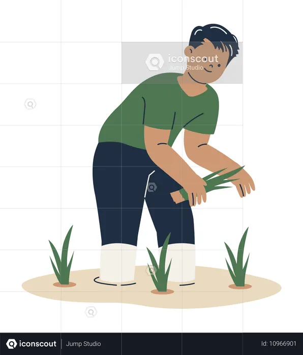 Homem plantando campos de arroz  Ilustração