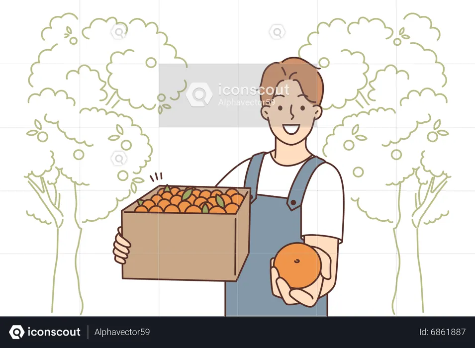 Homme récoltant des oranges fraîches  Illustration
