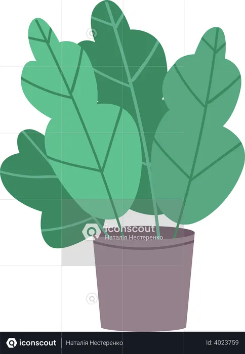 House plant  Illustration