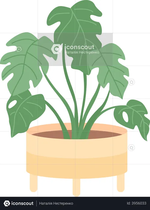 Houseplant for office interior decor  Illustration