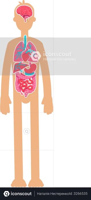 Human body anatomy  Illustration
