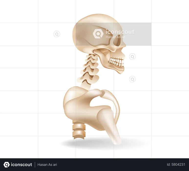 Human bone  Illustration
