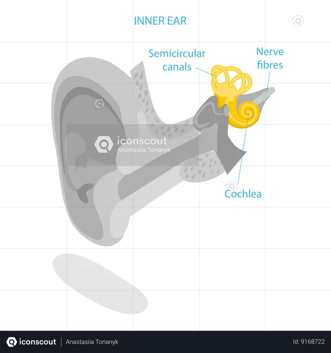 Human Ear Anatomy  Illustration