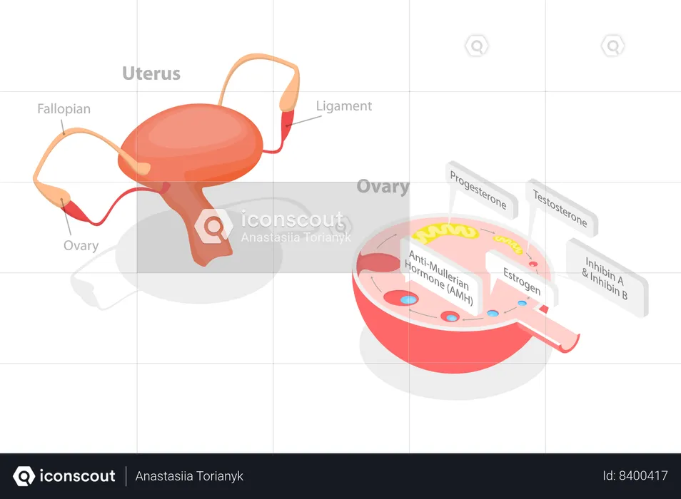 Human Endocrine System  Illustration