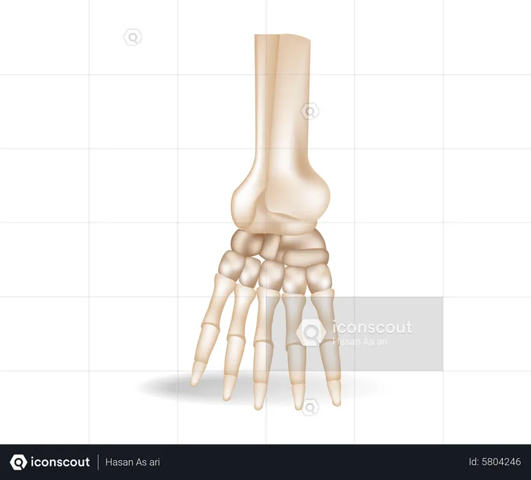Human foot bones  Illustration