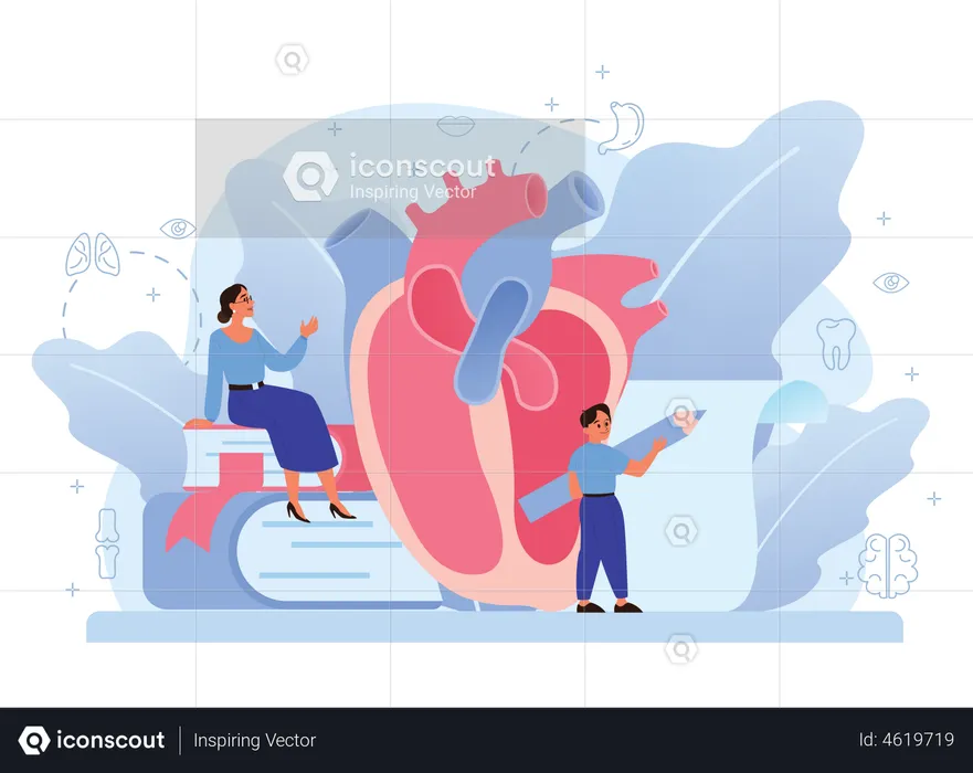 Human Heart Anatomy  Illustration