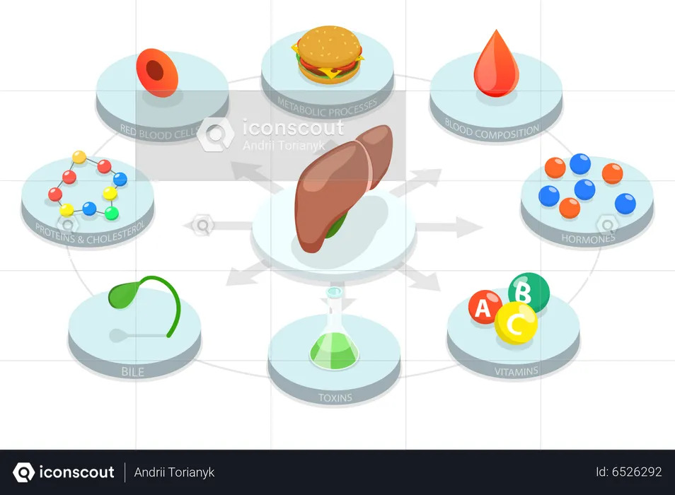 Human Liver Functions  Illustration