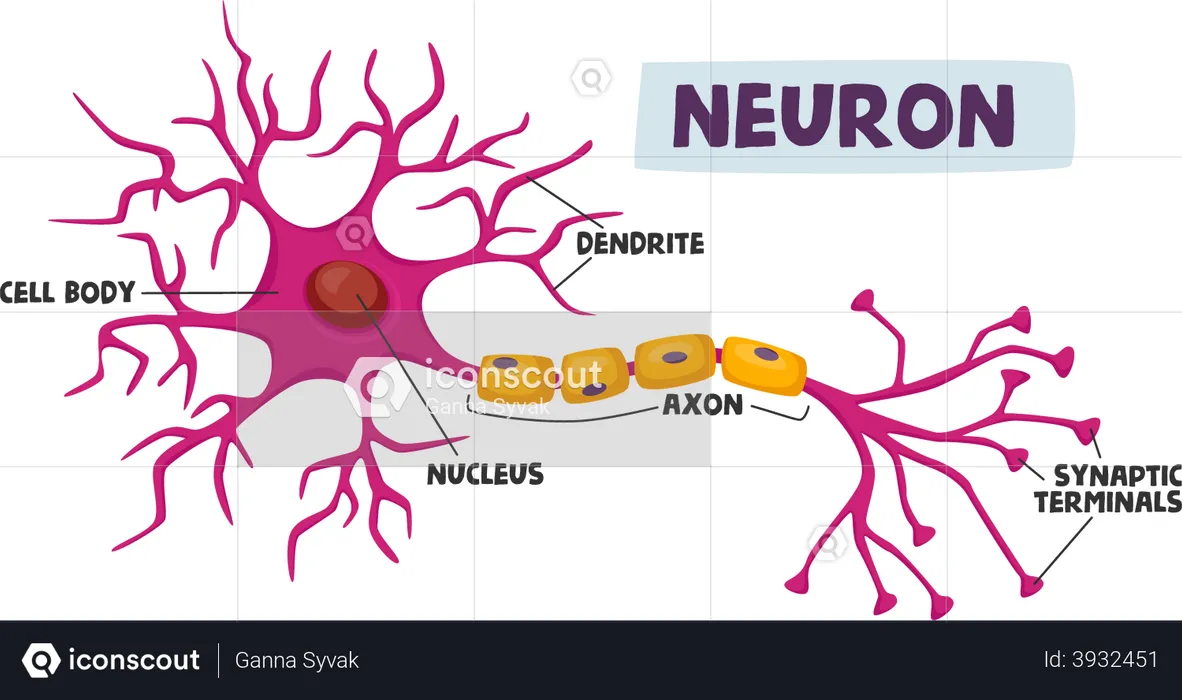 Human Neurons Scheme Infographics Dendrite  Illustration