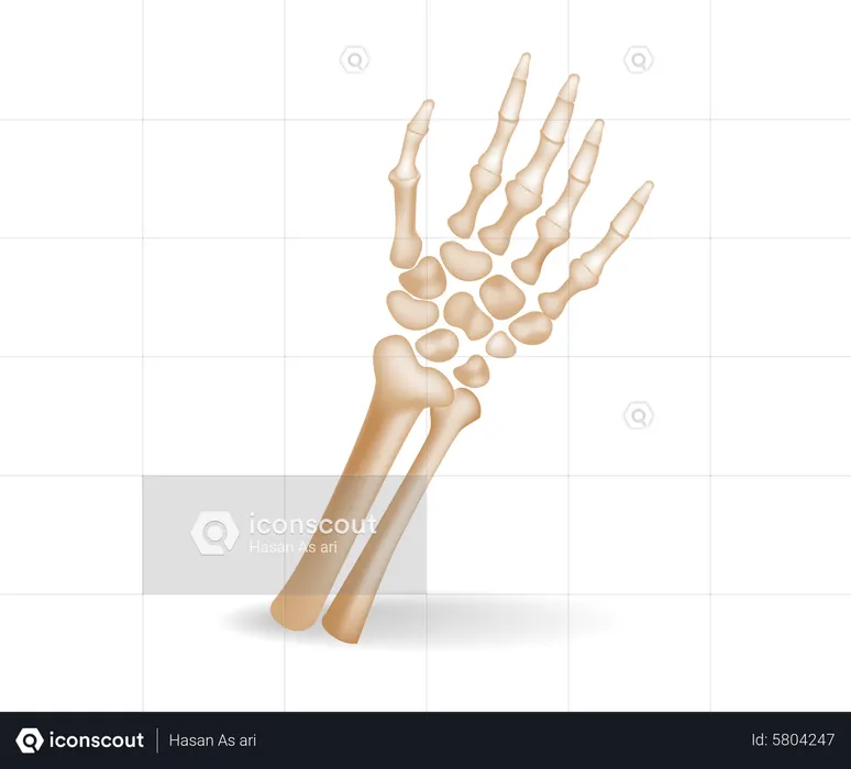 Human palm bone  Illustration