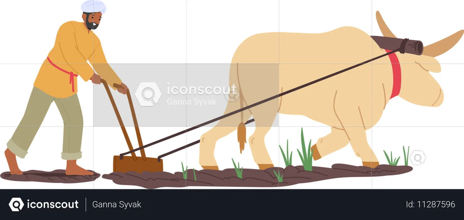 Indian Farmer Uses Traditional Plow With Oxen To Prepare Soil For Planting  Illustration