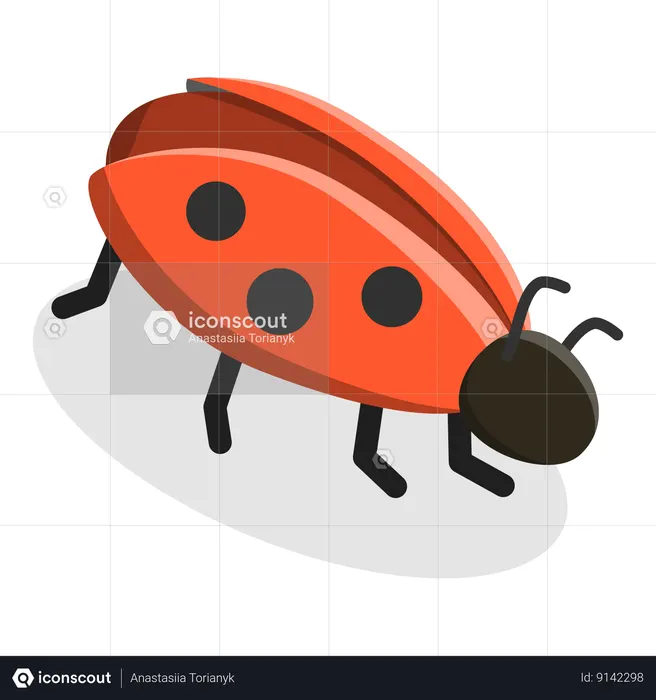 Insectes  Illustration