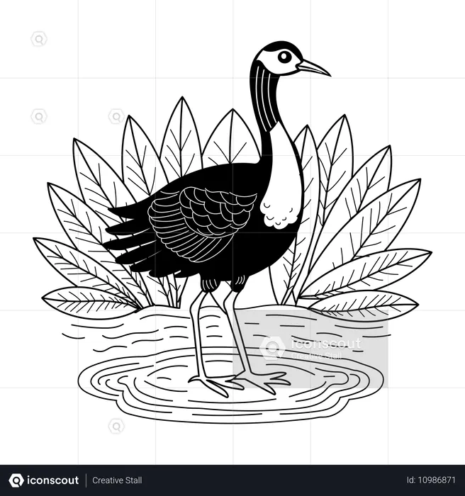 Oiseau jacana  Illustration