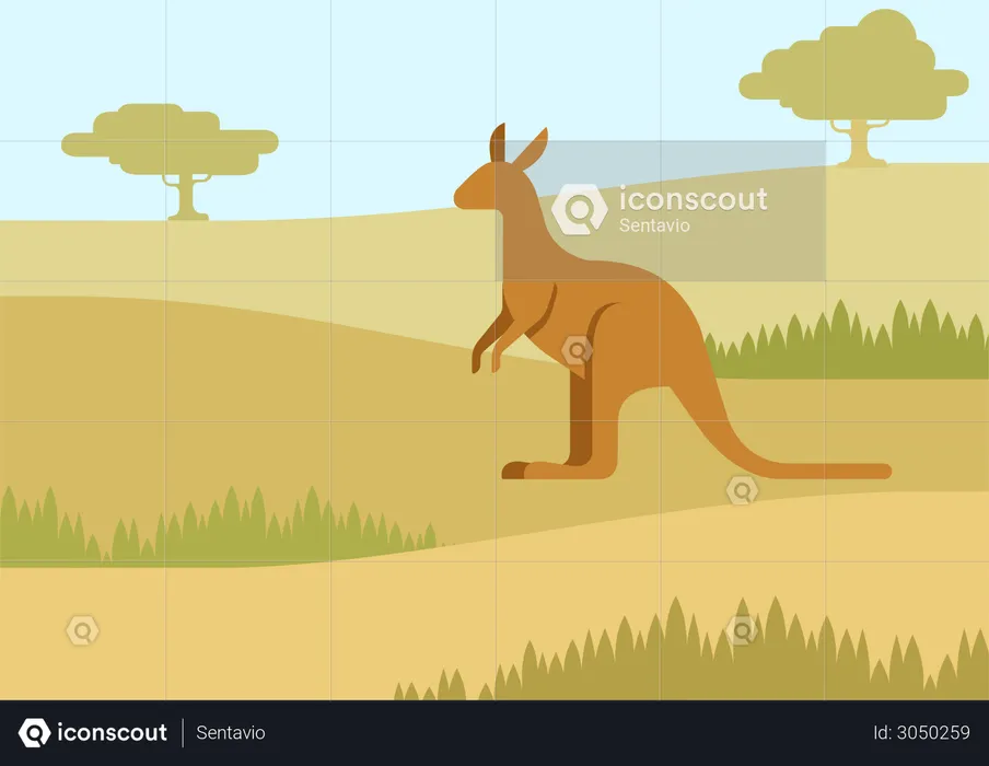 Kangaroo  Illustration