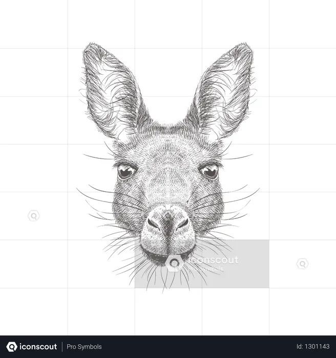 Kangaroo  Illustration