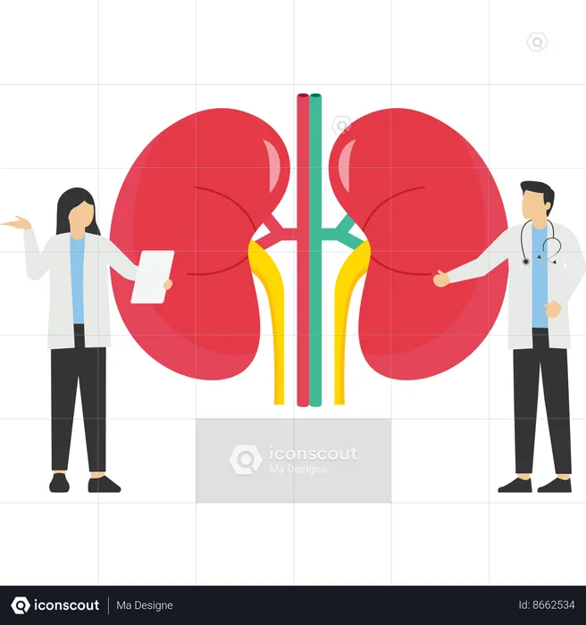 Kidney healthcare  Illustration