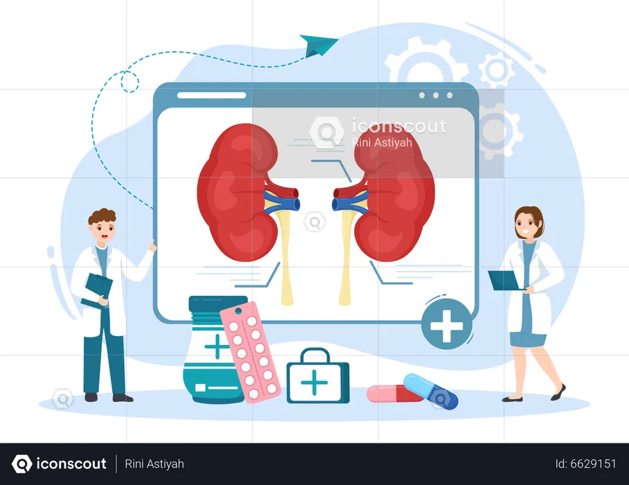 Kidneys Organ  Illustration