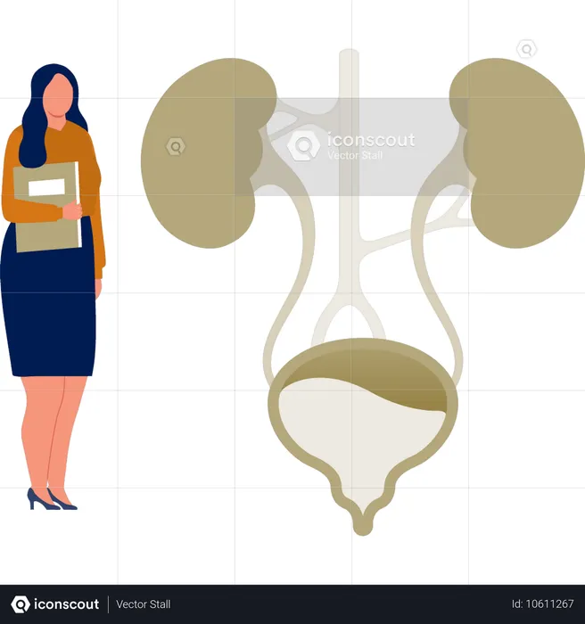 La señora de la oficina con el archivo de pie cerca del examen del sistema urinario  Ilustración