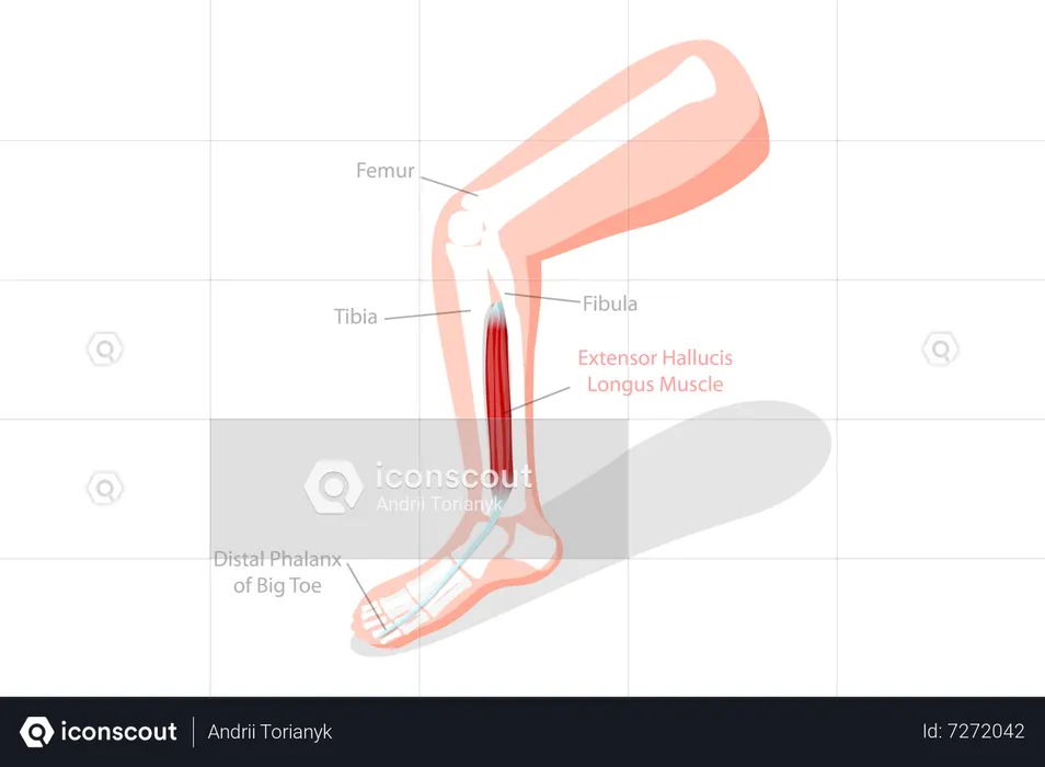 Labeled Educational Anatomical Scheme  Illustration