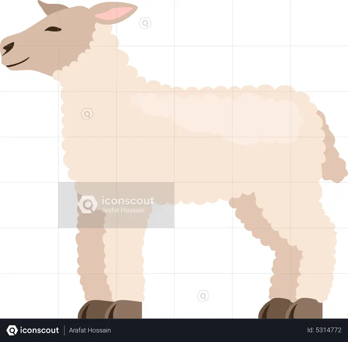 Lamb  Illustration