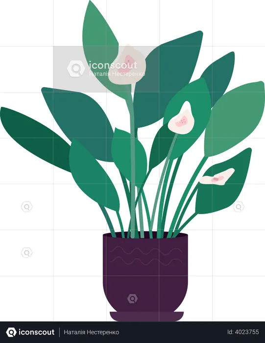 Large indoor flower  Illustration