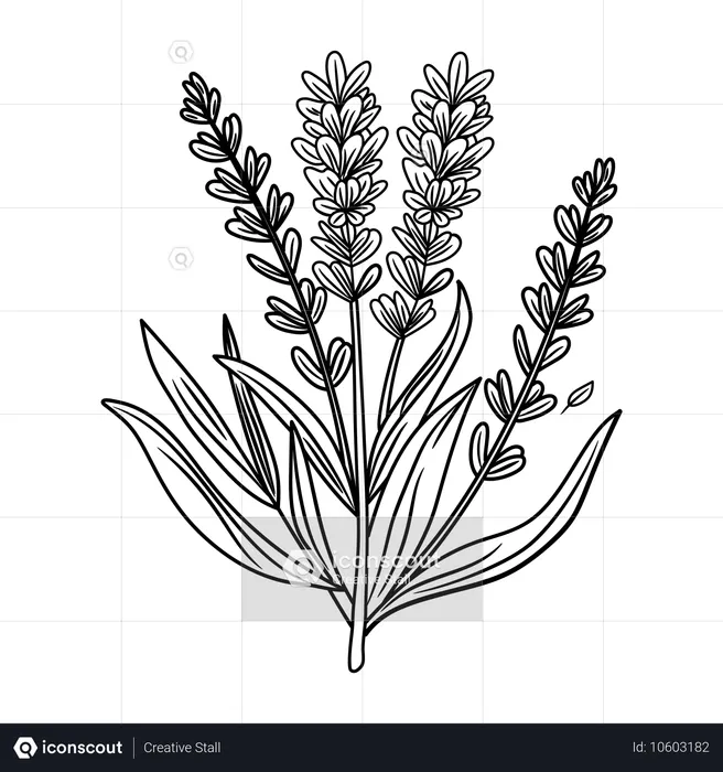 Lavender Stem  Illustration