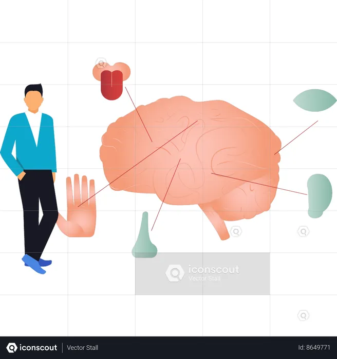 Le garçon montre les cinq sens associés au cerveau  Illustration