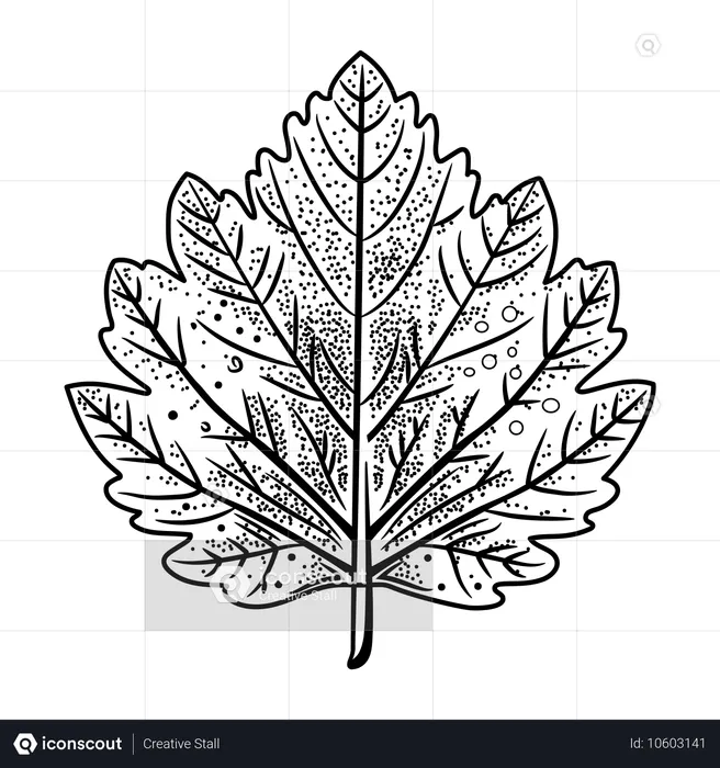 Leaf  Illustration