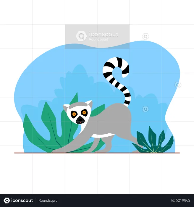 Lemur  Illustration