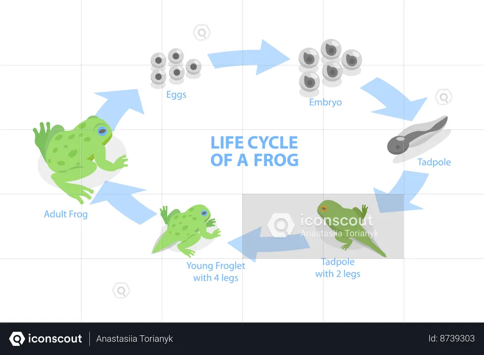 Life Cycle Of Frog,  Illustration