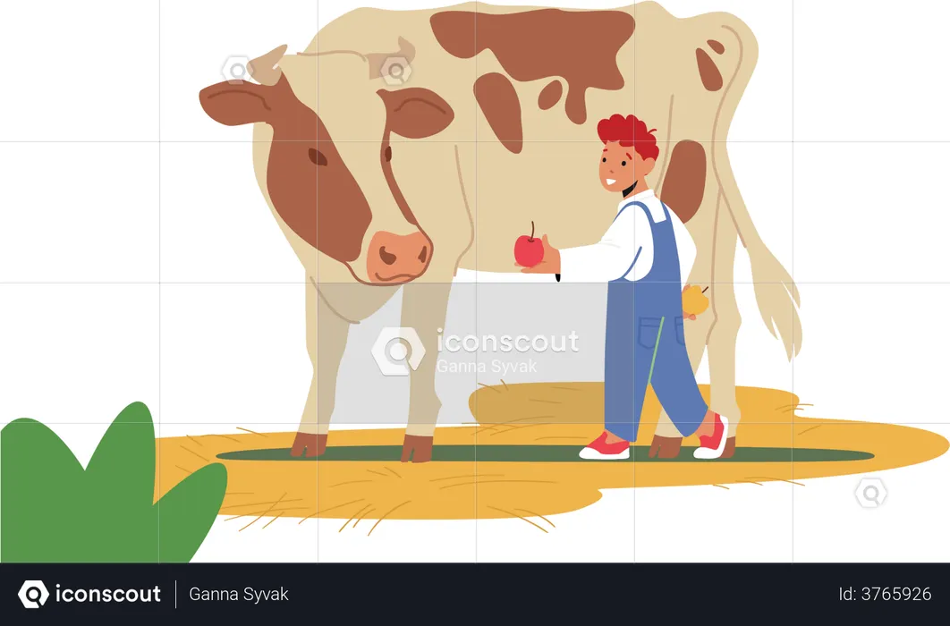 Little boy feeding apple to cow  Illustration