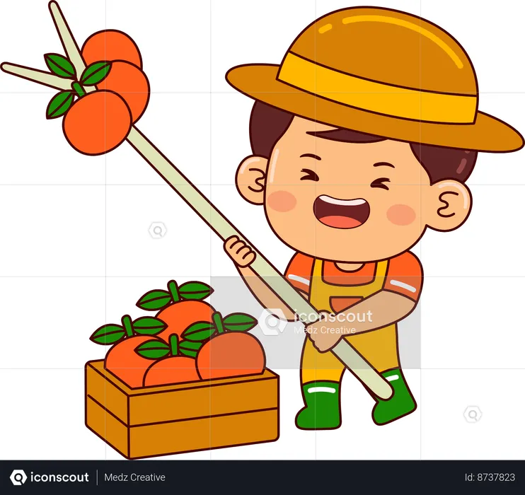 Little farmer boy collecting tomato  Illustration