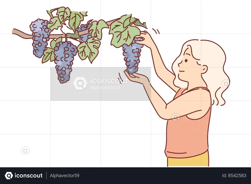 Little girl plucks grapes from branch  Illustration