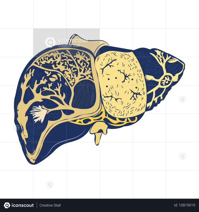 Liver Anatomy  Illustration