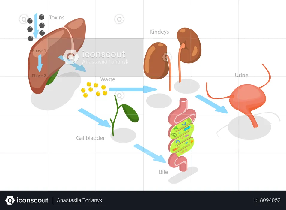 Liver Detoxification  Illustration