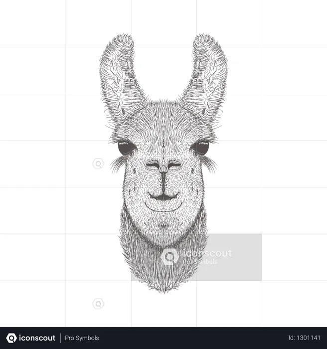 Llamas  Illustration