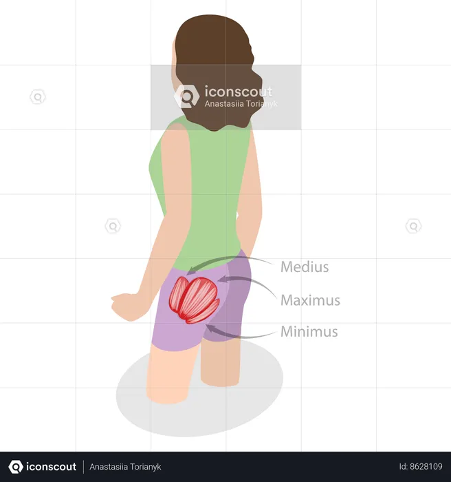 Major Glute Muscles  Illustration